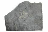 Ordovician Fossil Brittle Star (Stenaster) - Ontario #224908-1